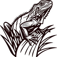 Obraz premium Hand drawn iguana sitting on branch in vintage engraved style, black and white reptile animal illustration