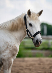 Fototapeta premium Close-up view of beautiful white horse with calm expression. Concept of grace, freedom, nature and strength. Perfect for theme of animal beauty and rural lifestyle.