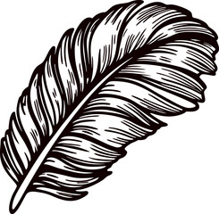 Obraz premium Detailed hand drawn feather illustration in black ink vintage engraved isolated natural element on white background