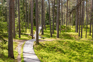 Wooden paths through blueberry fields in a pine forest leading to the Baltic Sea in Riga, Latvia