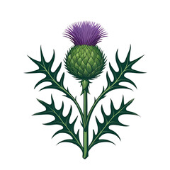 Scottish national flower thistle isolated background