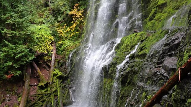 The lush forest and moss at Proxy Falls in Oregon, USA.
