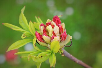 red and yellow flower