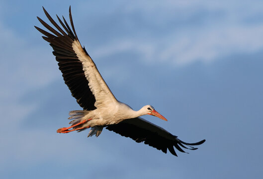 Beautiful white stork (Ciconia ciconia) in flight with a cloudy sky background. Portrait of a flying bird with vibrant colors. Stunning wild bird with space for text.