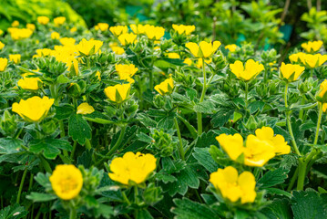 Obraz premium Beautiful Japanese cinquefoil blossoming bright yellow