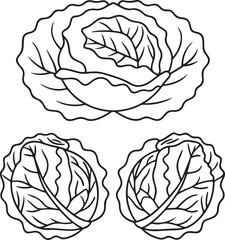 Cabbage Vector in Flat Style with Layered Leaves for Farm Fresh Organic Vegetable Illustrations