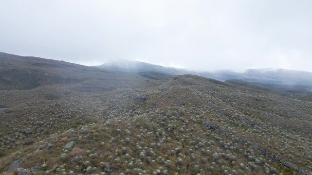 Frailejones en Sumapaz 4K