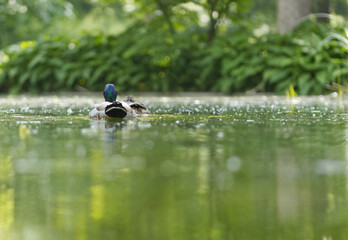 male mallard and female mallard swimming in the pond, pond full with pollen, pollen on the lake, Bushes in the background, a pair of ducks swimming in the pond, Anas platyrhynchos