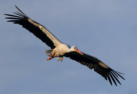 Beautiful white stork (Ciconia ciconia) in flight with a cloudy sky background. Portrait of a flying bird with vibrant colors. Stunning wild bird with space for text.