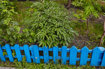 Blue wooden fence at city street. Small fence for garden in spring