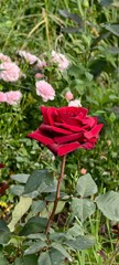 red rose in the garden
