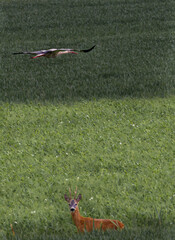 white stork in flight and young deer