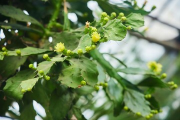Tropical greenhouse, gardening. Plant Brasiliopuncia, a genus of plants in the Cactus family....