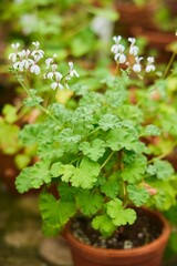Tropical greenhouse, gardening. The Pelargonium plant. Close-up