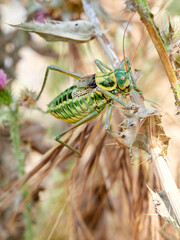 European bush crickets. Amphiestris baetica. Grasshoppers, Crickets and Bush-crickets. 