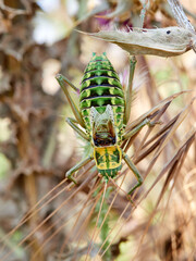 European bush crickets. Amphiestris baetica. Grasshoppers, Crickets and Bush-crickets. 