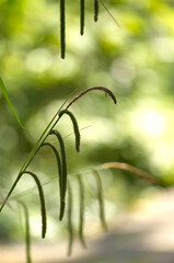 green ornamental grass surrounded by bright light in the background, giant sedge growing by the...