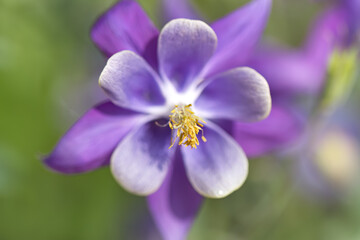 Obraz premium close up beautiful purple flower with yellow pollen pistil blowing in the wind, purple white flower, close-up of columbine flower, Aquilegia saximontana in full bloom, Columbine flower