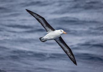 Cape Petrel (Daption capense) in flight