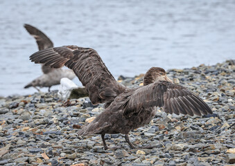 Southern Giant Petrel (Macronectes giganteus), South Georgia