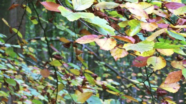 Multi coloured autumn leaves being blown gently by the wind in a forest