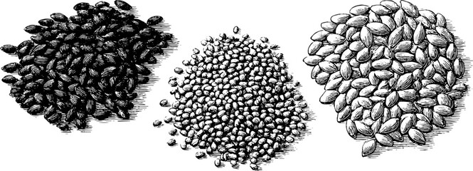 Engraved illustration set of black sesame seeds for culinary design projects