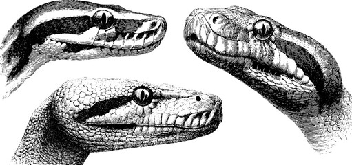 Obraz premium Engraved illustration of boa constrictor heads for nature and wildlife art