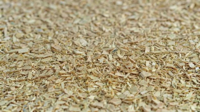 arafed wood chips are scattered on the ground with a small bird