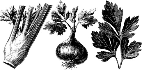 Vintage botanical illustration of celery stalks and fennel for nature inspired designs