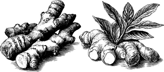 Engraved illustration set of dried ginger root with leaves for culinary and medicinal design