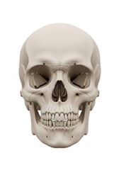Fototapeta premium Human Skull Anatomy - Detailed front view of a human skull, isolated on white background. Ideal for medical, anatomical, or artistic purposes