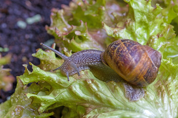 top view a big brown Roman snail on fresh green salad leaf 