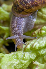 top view a big brown Roman snail on fresh green salad leaf 