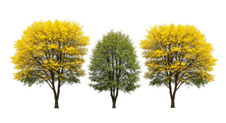 Set of Parkinsonia aculeata сommon names palo verde, Mexican palo verde, Parkinsonia, Jerusalem thorn blossoming frontal street trees