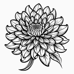 Black and White Dahlia Flower Line Art Drawing