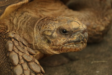 turtle close up