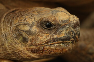 turtle close up