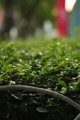 water drops on a green leaf