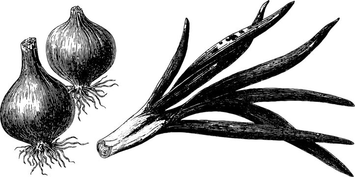 Vintage engraved illustration of leek bulb and green onion set for culinary and botanical design