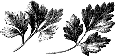 Detailed engraved illustration of parsley leaves for culinary and botanical designs