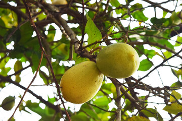 lemon fruit on natural lemon tree