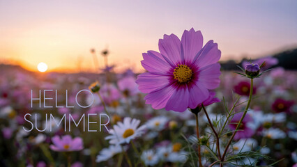 Hello Summer text against blooming wildflowers  and sunset or sunrise sky. Summertime, summer solstice concept.	