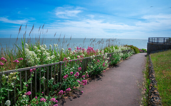 Fototapeta Landscape view of the sea shore in Clacton on Sea with wild flower, blue water and sunny sky in the summertime, in Essex, England