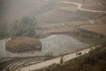 aerial view of rural landscape of rice fields in Vietnam