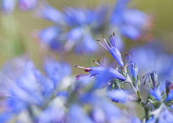 small delicate petals, close-up of blue flowers, blue flowers with filigree pollen pistils, blue...