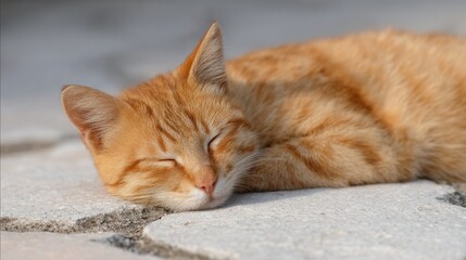 Sleeping ginger cat basks in the muted sunlight, resembling a content marmalade dream, celebrating World Sleep Day tranquility
