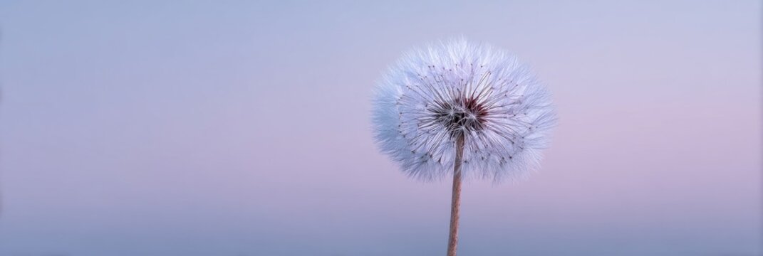 Ethereal dandelion against a twilight canvas whispers serenity, evoking the quietude of Hanami and Fairy Day musings