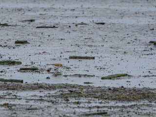 Temminck’s stint on muddy shore