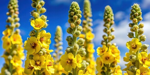 A close-up of bright yellow flowers of black mullein with delicate white filaments and intricate seed heads against a blue sky, black mullein, botanical photography