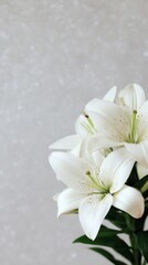 Snowy lilies bask in ethereal shimmer, embodying Imbolc's purity and peace of Hanami, ethereal blossom rapture